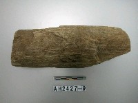 藏品(石杵)的圖片